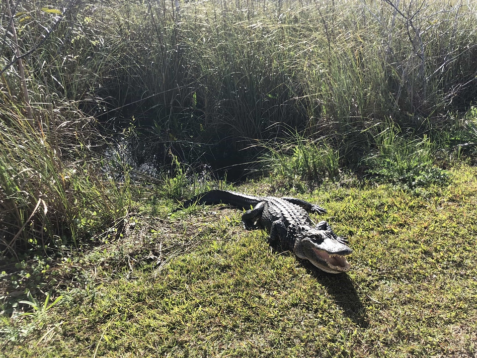 Grass alligator bird