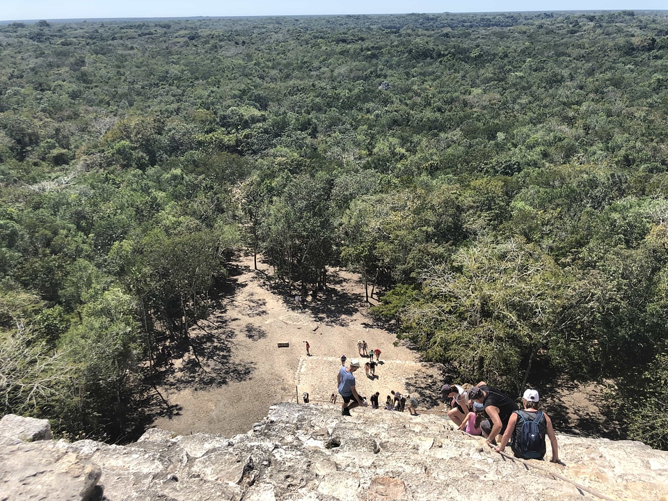 Crowd forest panorama