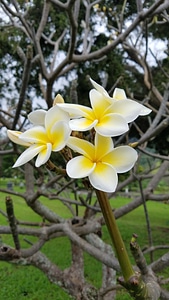 Exotic flower garden tree