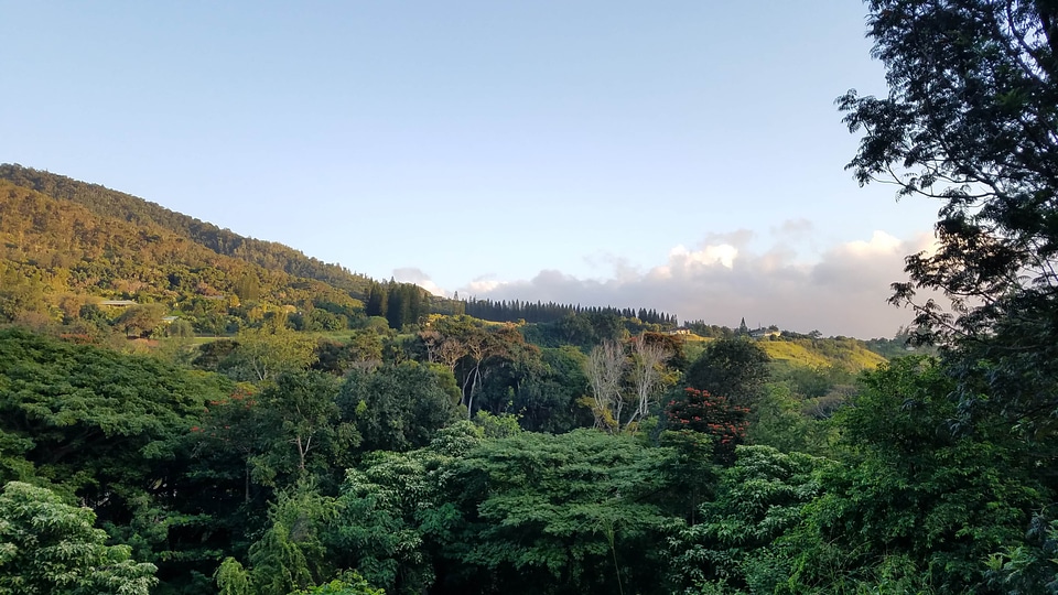 High Land landscape tree photo