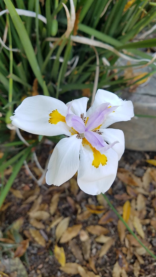 Detail pistil soil