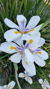 Blossom plant nature