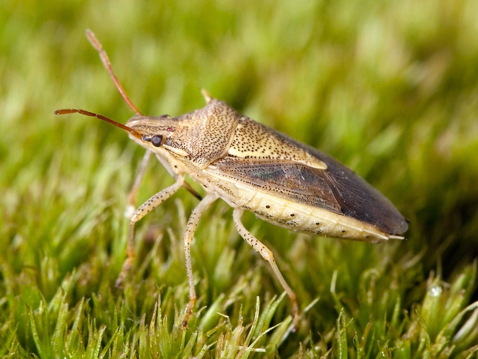 Insect bug macro