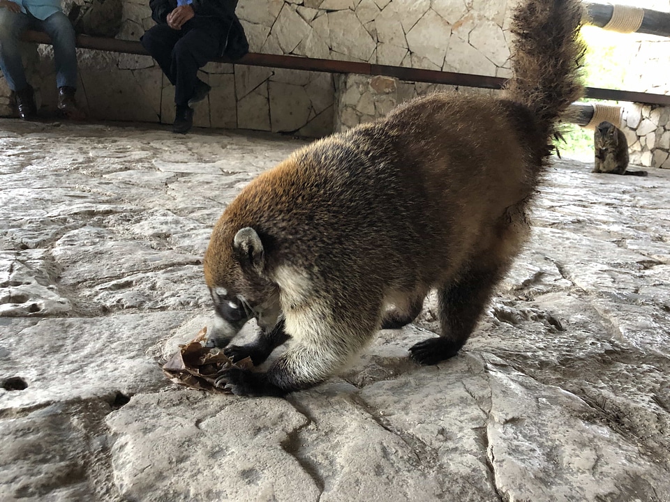 Raccoon wildlife wild
