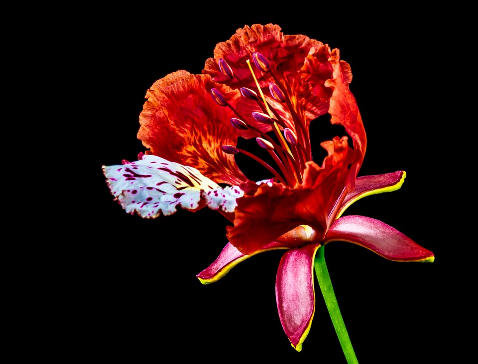 Blossom bloom red