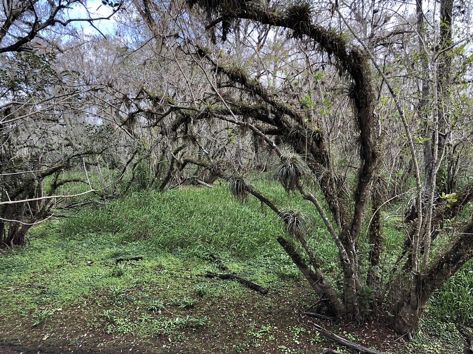 Branches mossy rainforest