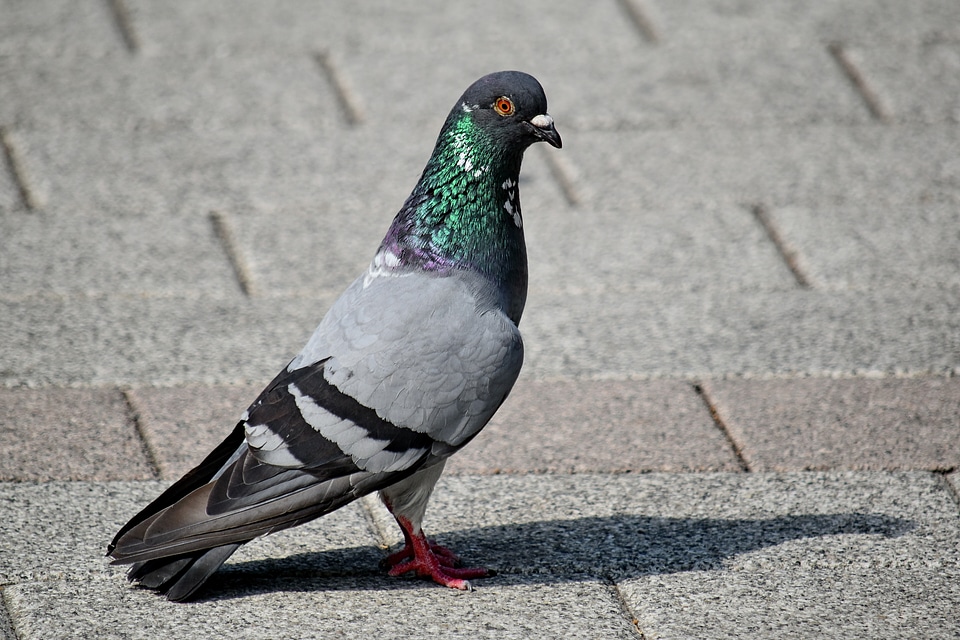 Pavement urban area pigeon photo
