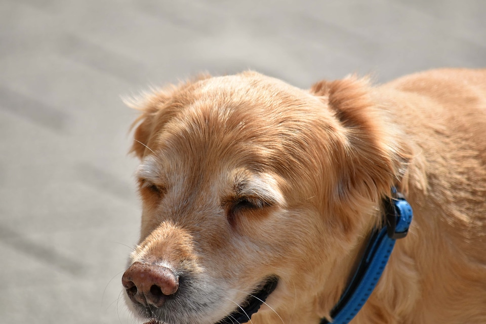 Beautiful cute dog