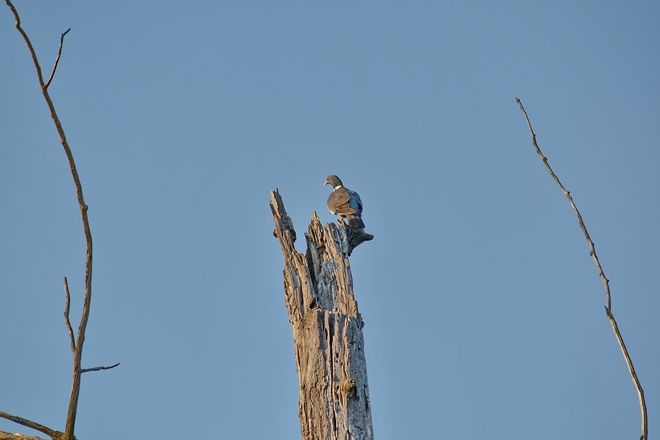 National Park pigeon wilderness