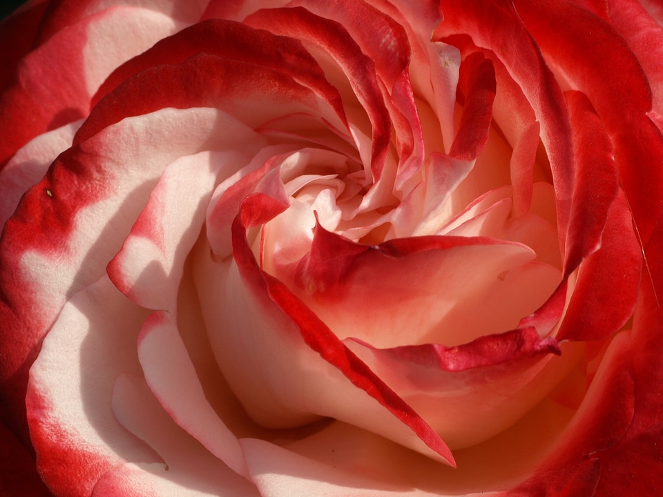 Macro white bloom