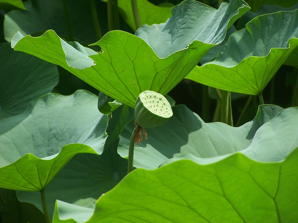 Aquatic plants nature big