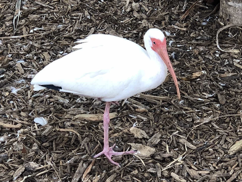 Natural Habitat bird wading bird