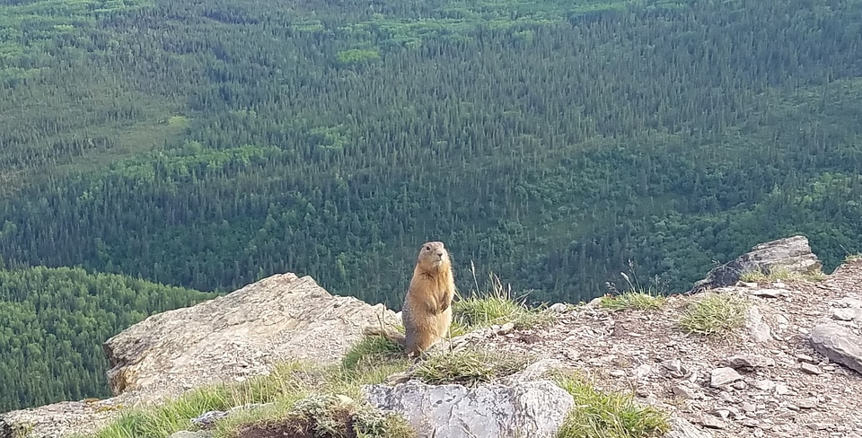 Hilltop rodent nature photo