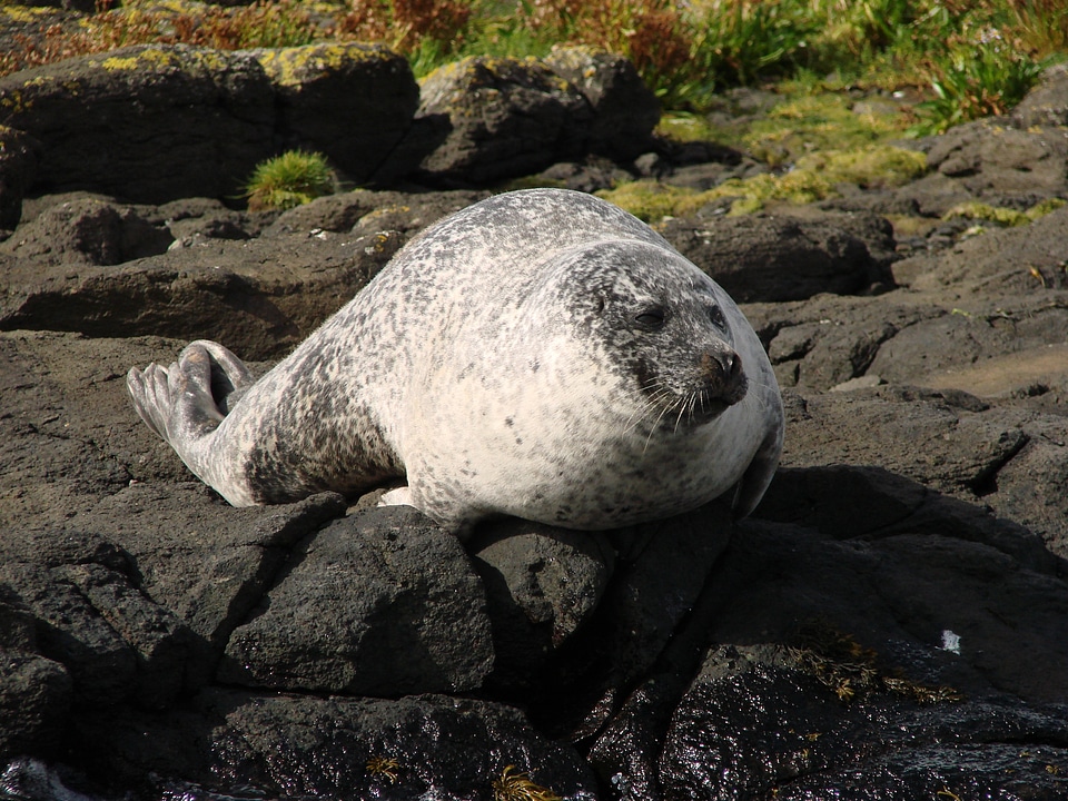 Head california sea lion seal pelts