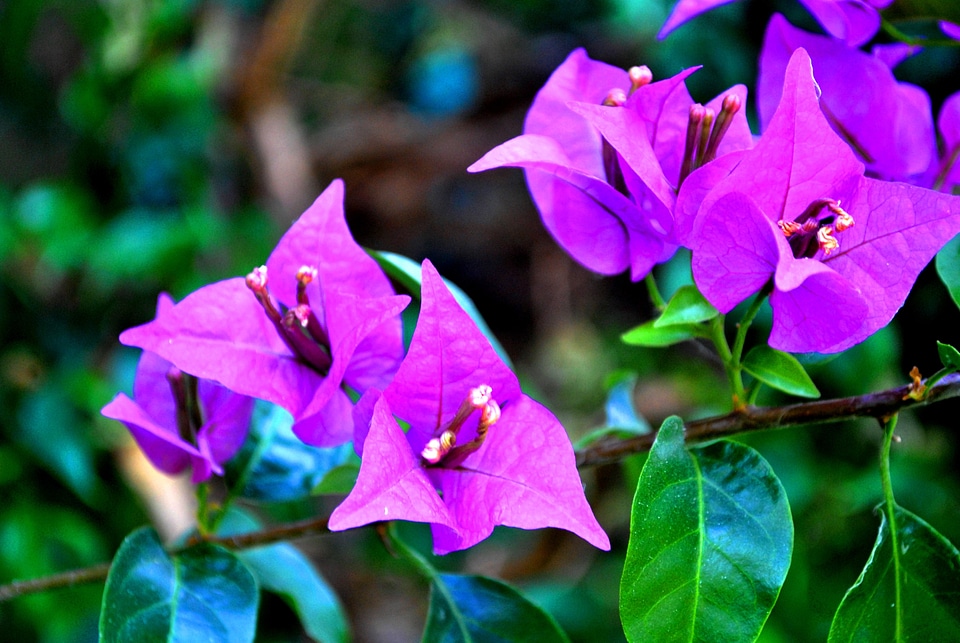 Gardening green pinguifolia