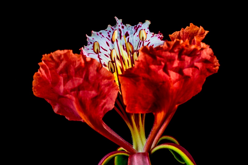 Blossom bloom red