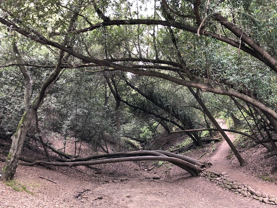 Forest Trail vegetarian wilderness