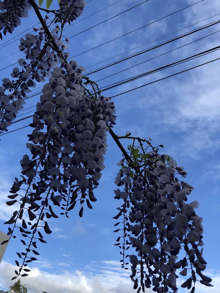 Acacia blue sky branch