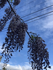 Acacia blue sky branch