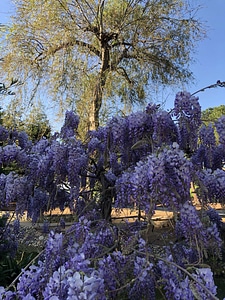 Acacia purple flower