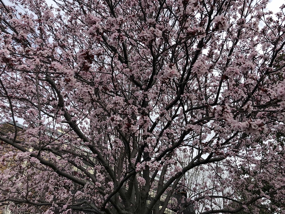 Cherry tree park