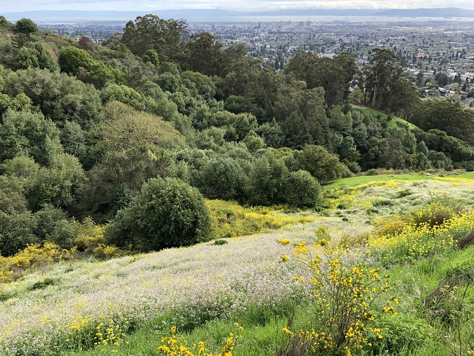 Hilltop panoramic shrub