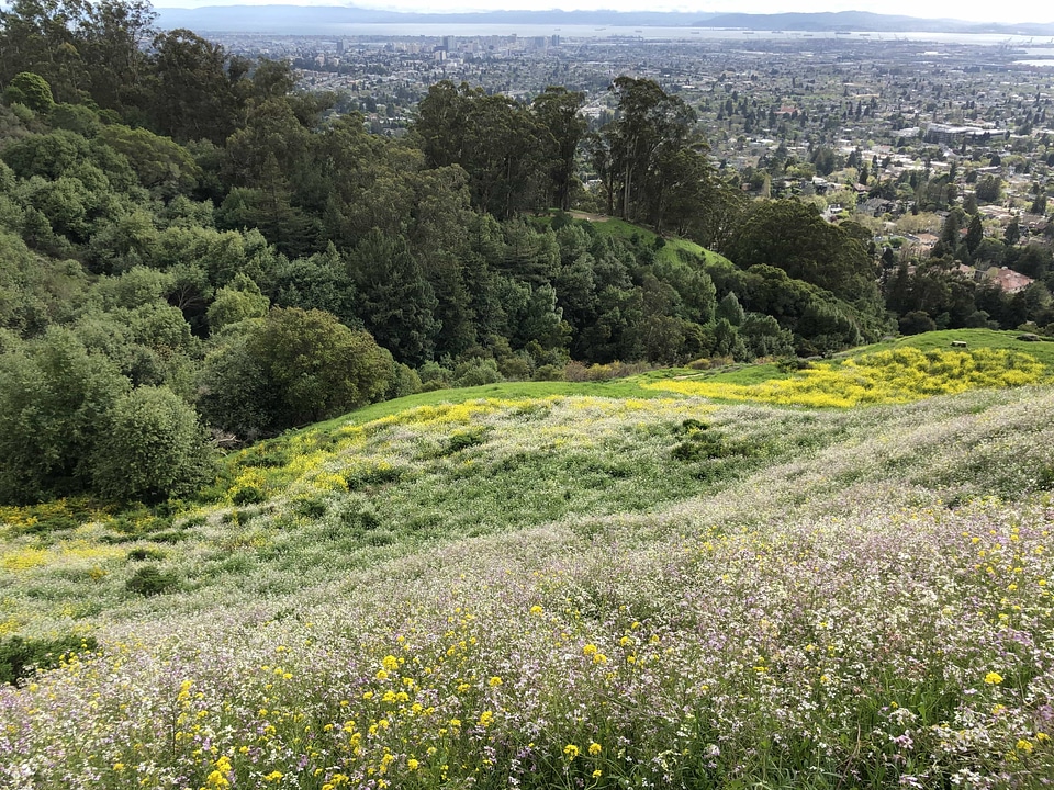 Hilltop meadow flower