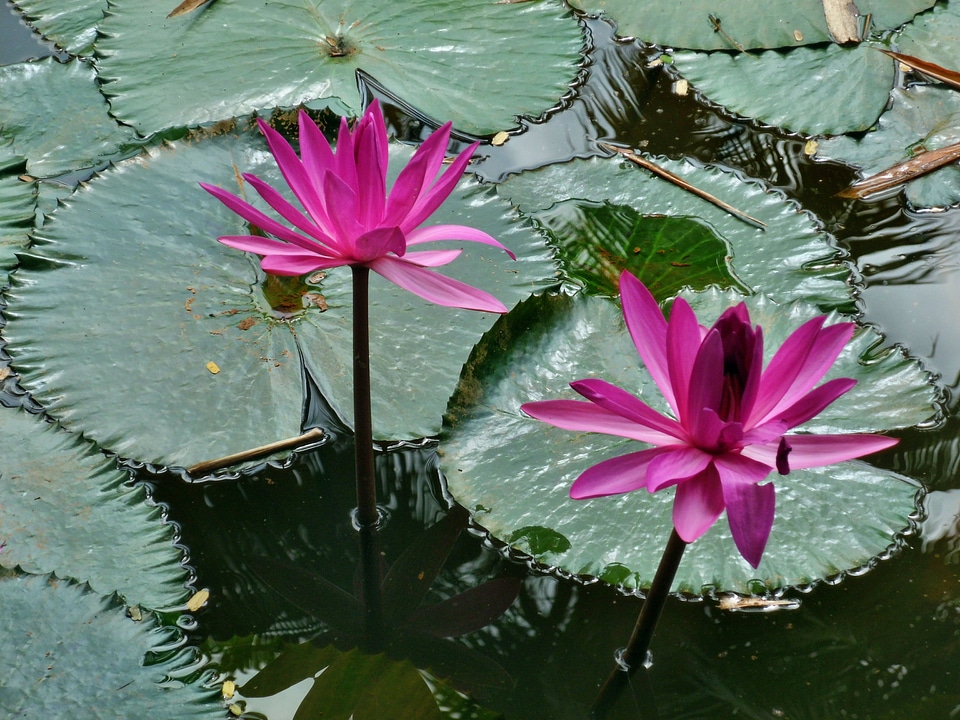 Nature flower plant