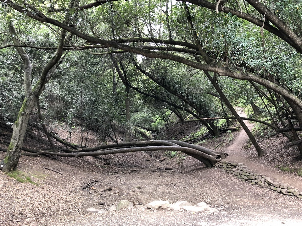 Forest Path tree nature