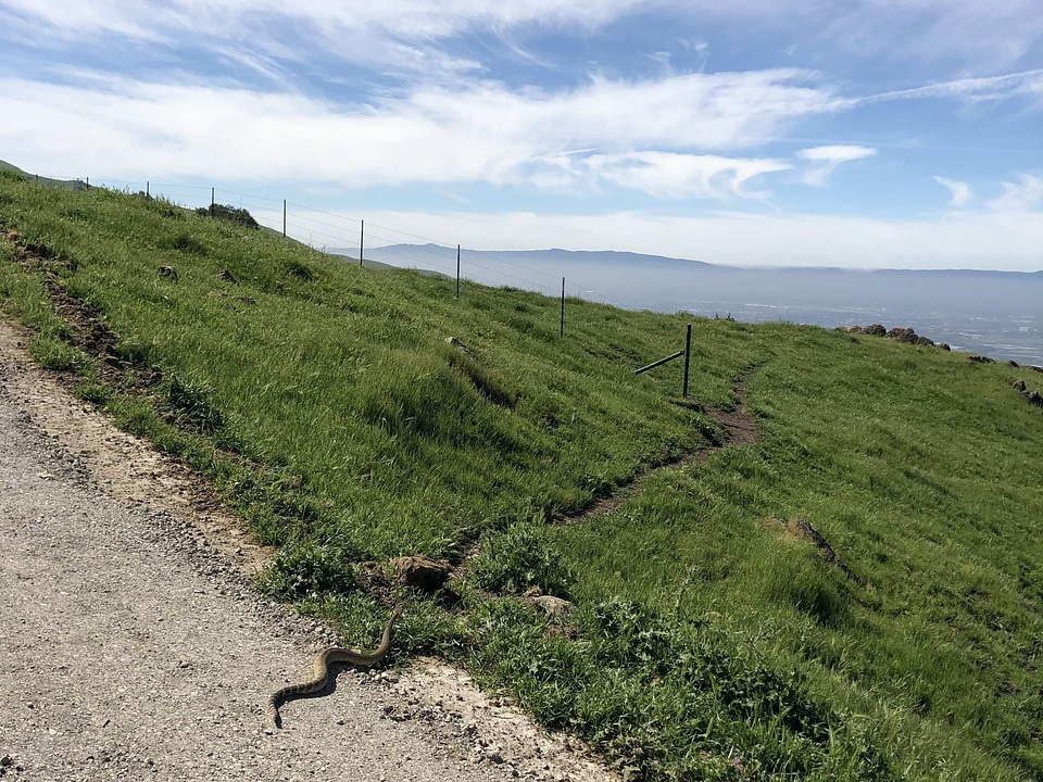 Natural Habitat road snake