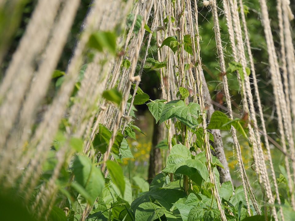 Garden string plant