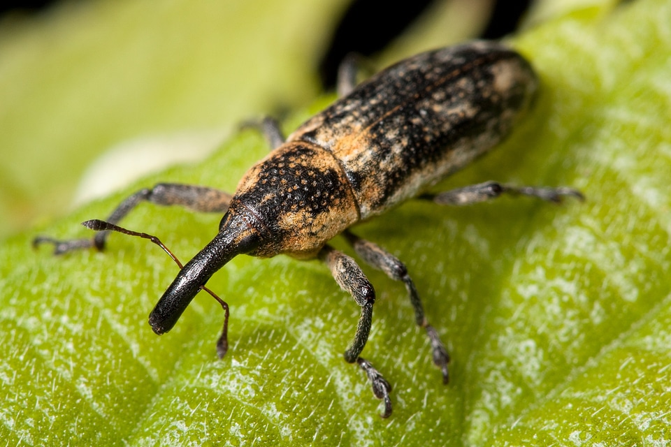 Lixus scrobicollis beetle pest