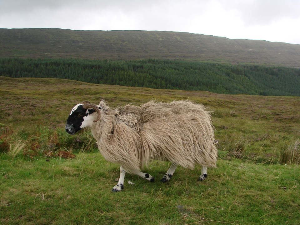 Wool nature united kingdom