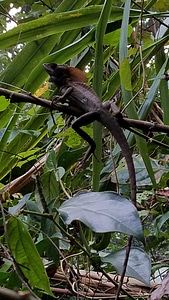 Endemic jungle lizard photo