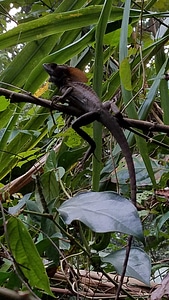 Endemic jungle lizard