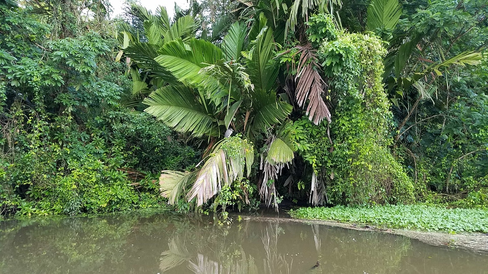 Palm rainforest plant photo