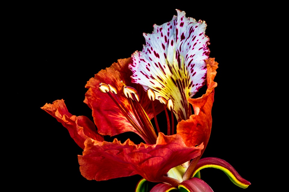Blossom bloom red