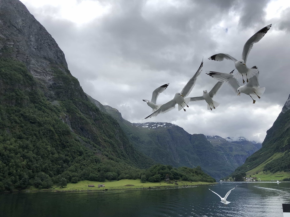 Animals flying flyover