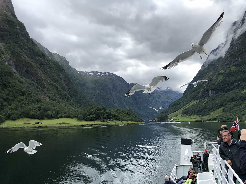 Birds cruise ship cruiser