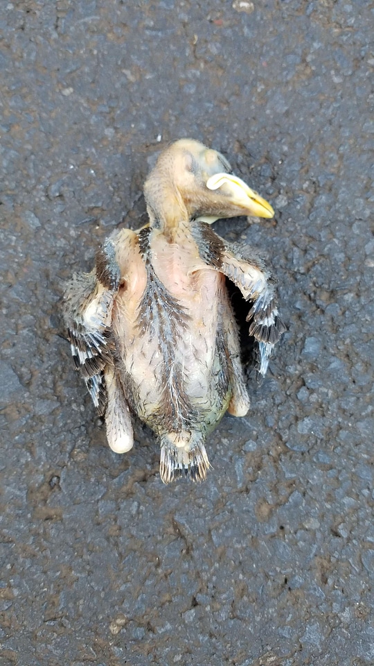 Bird chick concrete