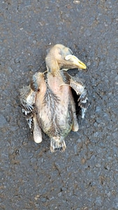 Bird chick concrete photo