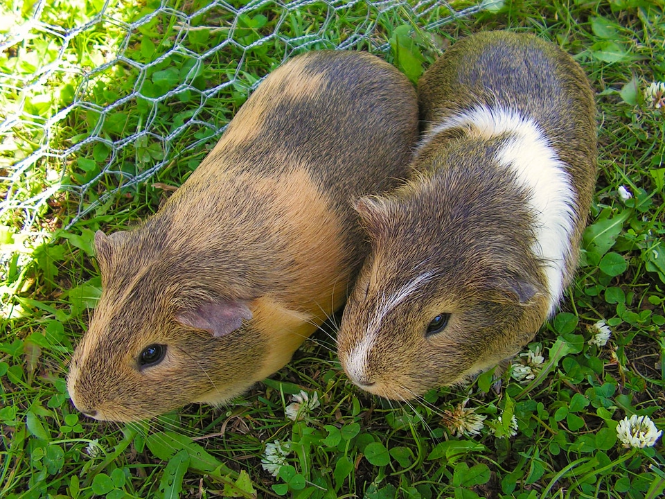 Two guinea pigs agouti