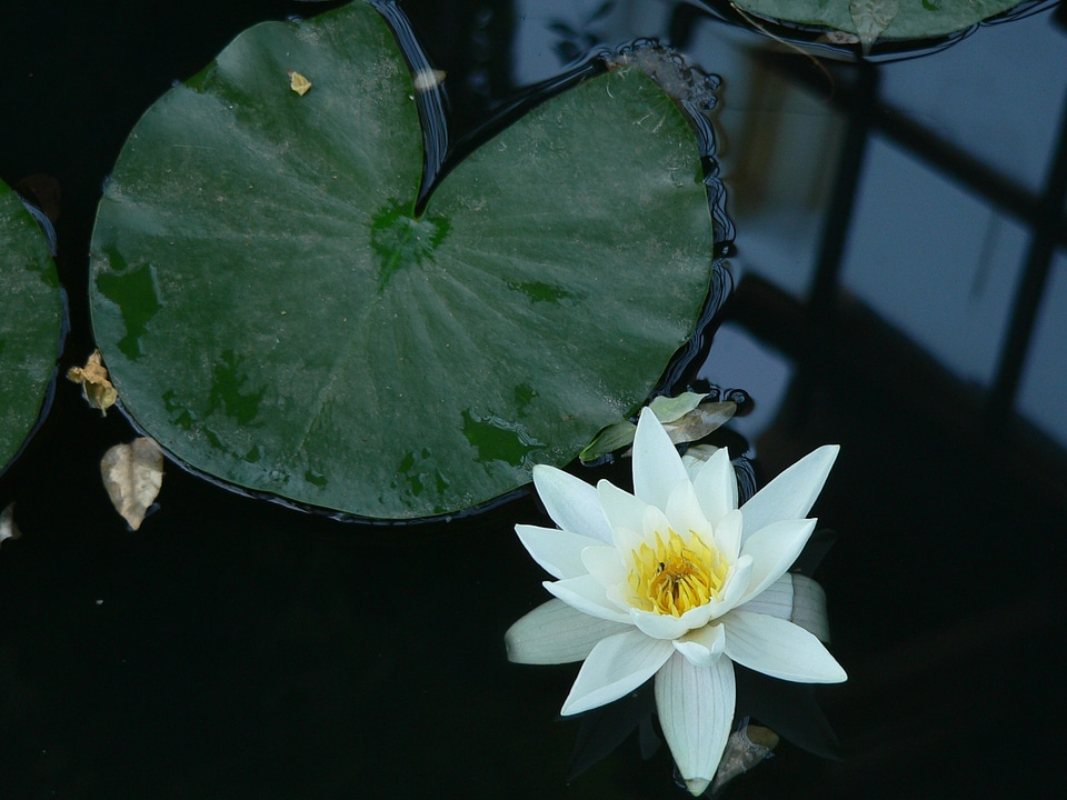 Aquatic bloom petals