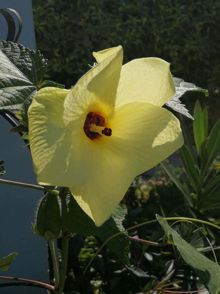 Flower Bud flower garden yellow green