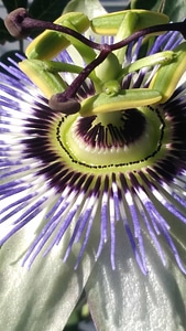 Close-Up flower pistil photo