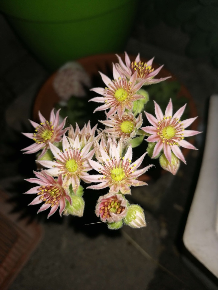 Cactus flowerpot flowers