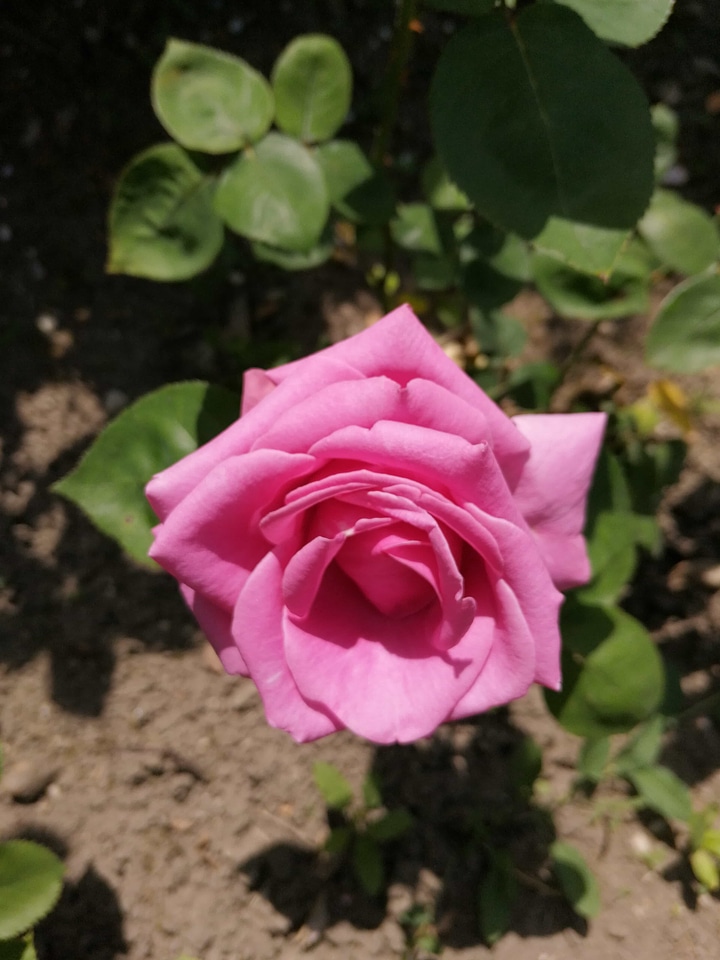 Garden roses shrub