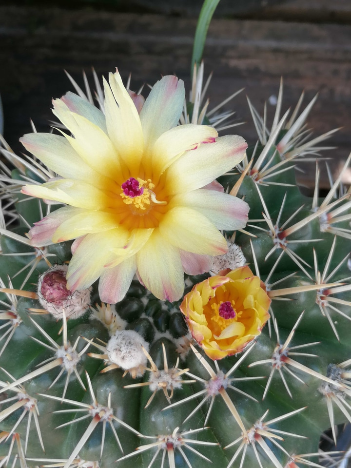 Cactus flowering flower