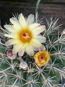 Cactus flowering flower