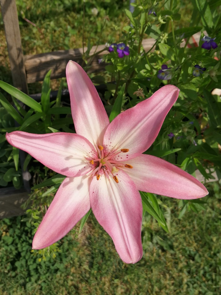 Beautiful Flowers lily petals